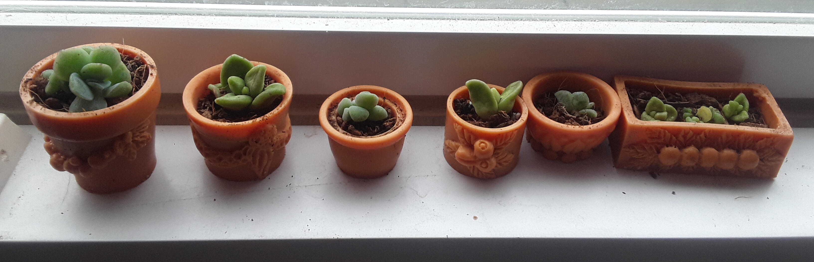 Row of succulents Row of succulents banner